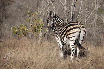 Steppenzebra / Burchell's zebra / Equus quagga burchellii