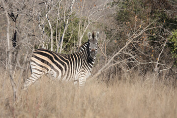 Steppenzebra / Burchell's zebra / Equus quagga burchellii