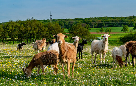 Sheep-Rearing Bilder – Durchsuchen 19,236 Archivfotos, Vektorgrafiken ...