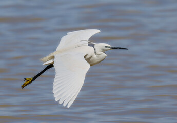 garceta com&uacute;n en pleno vuelo