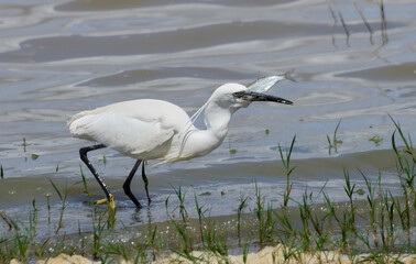 Garceta común de pesca