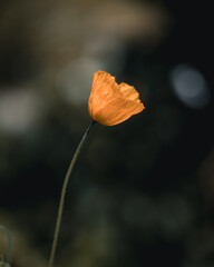 red poppy flower