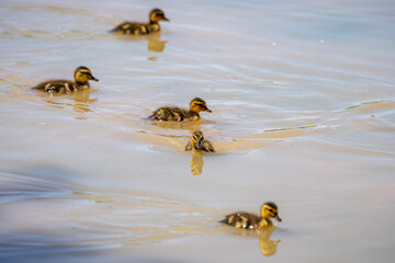 Gilbert Riparian Preserve in Central Arizona, USA, America.