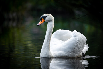 Obraz premium Grüner See oder Teich mit einem weißen Schwan in der Natur