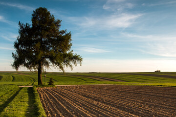 Lonely tree in the field