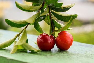 red acerola on tree