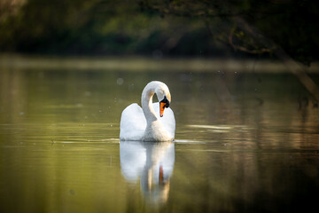 Grüner See oder Teich mit einem weißen Schwan in der Natur