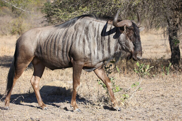 Fototapeta premium Streifengnu / Blue wildebeest / Connochaetes taurinus