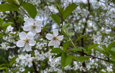 White Cherry Tree Flowers outdoors
