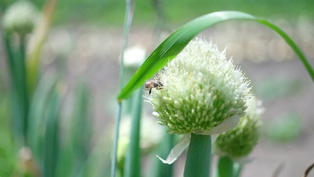 葱坊主」の写真素材 | 377件の無料イラスト画像 | Adobe Stock