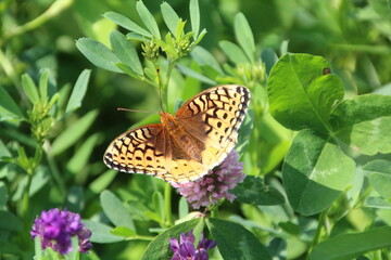 butterfly on flower