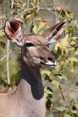 Großer Kudu / Greater kudu / Tragelaphus strepsiceros