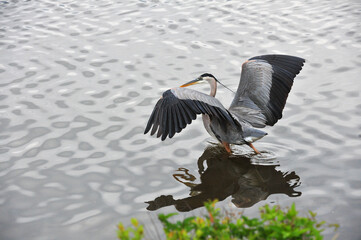 Great Blue Heron on lake
