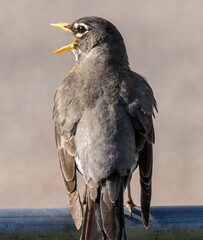 american robin