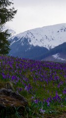 Krokusy fioletowe dolina chochołowska wiosna zakopane, tatry, tatrzański park narodowy