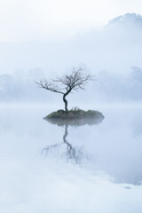Beautiful reflections with lone tree at Rydal Water on a misty Spring morning in The Lake District, UK. - 599662106