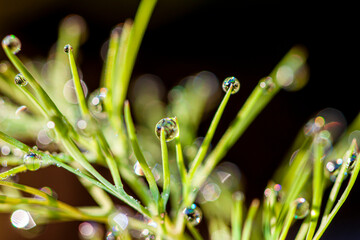 water drops on a green leaf