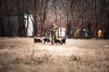 Obraz premium Group of rescued dogs with their trainer going for the regular walk. Dogs from dogs shelter are on obedience and socialization training.