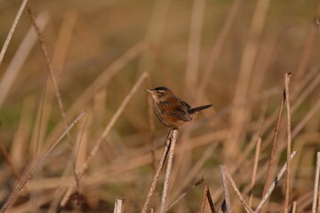 Marsh Wren in the grass