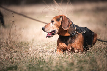 Old one eyed dog on the grass