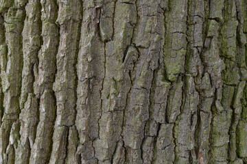 Tree trunk texture CANADA POPLAR. Close-up