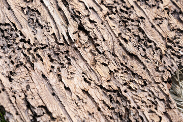 Bark beetle spruce tree fore log pile bark-less