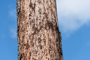 Bark beetle spruce tree fore log pile bark-less