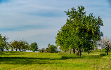 Fototapeta premium Streuobstwiese im Frühjahr