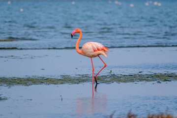 Flamingos, pelicans and other birds in gediz delta