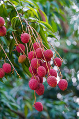 Fresh ripe lychee fruit hang on the lychee tree in the garden