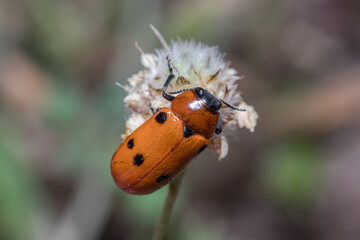 Tituboea sexmaculata beetle posed on a flower under the sun
