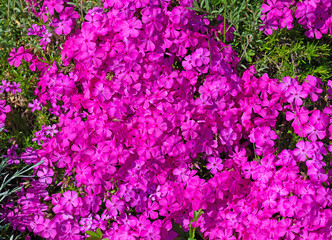 Obraz premium Blühender Polsterphlox, Phlox subulata