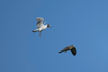 Black-headed gull and common kestrel