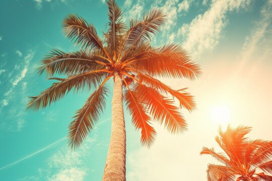 Coconut palm tree under blue sky. Vintage background. Travel card