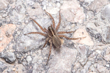 Pardosa sp. wolf spider walking on a concrete wall on a sunny day