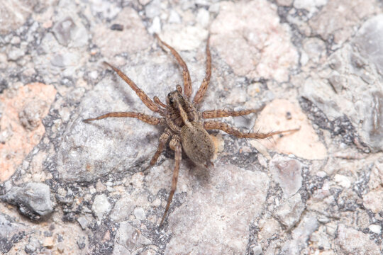 Pardosa sp. wolf spider walking on a concrete wall on a sunny day