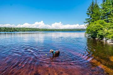 A brown dog playing fetch in McDonald Lake at Hatchet Lake, Nova Scotia.