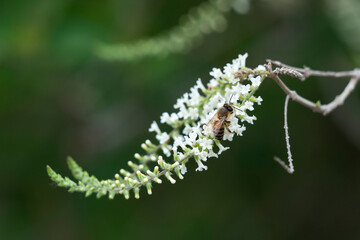 Honey Bee collecting pollen from white Sweet Almond Aloysia flowers.