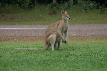 Naklejka na ściany i meble Kangaroo crossing the road of the Kakdu National Park, Northern Territory, Australia