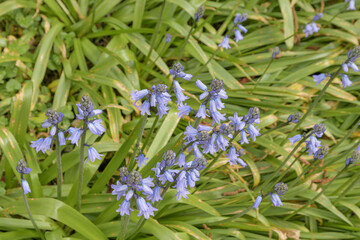 Hyacinthoides texture of the beautiful stems full of purple flowers of the Bluebells.