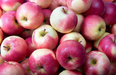Apples. Pile of fresh apples covered with water drops.  Apples from Okanagan Valley. Kelowna, British Coluimbia.