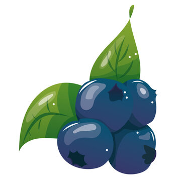 Illustration vectorielle myrtille