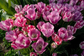 Obraz premium Closeup of groups of tulips at tulip fields near Woodburn, Oregon