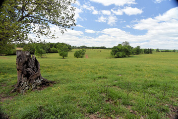 Stump with pasture