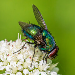 fly on leaf