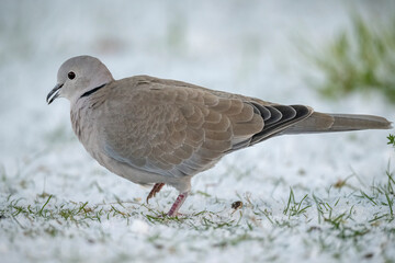 Collared dove on snow in the uk in winter