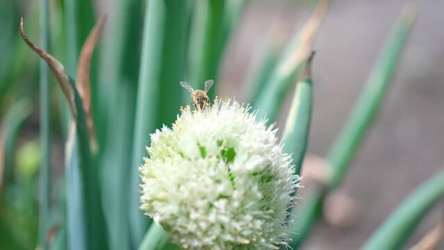 ネギ坊主の花の蜜を吸うミツバチ
