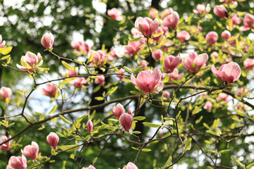 Magnolia blossom in the park. Pink and white flowers, natural background. Blooming tree
