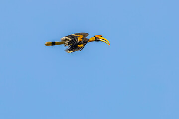 A pied malabar hornbill flying © YK