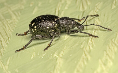 macro of black vine weevil - Otiorhynchus sulcatus against light green background